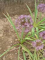 Ail a boule etoilee, Oignon perse, Allium cristophii (fam Liliacees) (Asie centrale) (1) (Photo F. Mrugala)